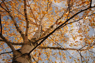 Illustration for article titled 611 Reasons Fall Is the Most Beautiful Season of All